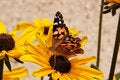 Free Painted Lady Vanessa Royalty Free Stock Images - 697209