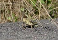 Free Grasshopper Stock Photos - 697213