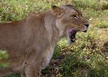 Free Lion Lick Royalty Free Stock Image - 697626