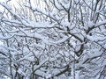 Free Winter Stock Image - 698891