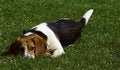 Free Will You Play With Me - Beagle Stock Photos - 699903
