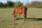 Free Farm Life - Horse Grazing Royalty Free Stock Photos - 692788