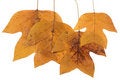 Free Leafs Royalty Free Stock Photo - 6902355