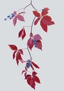 Free Woodland Grape Royalty Free Stock Images - 6906339