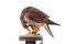 Free Hungry Hawk Stock Image - 6901341