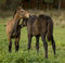 Free Two Foals On The Field Royalty Free Stock Photo - 6903865