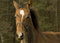 Free Nice Young Foal In The Forest Stock Images - 6903994