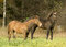 Free Two Foals On The Field Royalty Free Stock Image - 6904096