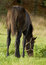 Free Nice Foal Eating Grass On The Field Stock Image - 6904131