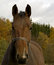 Free Nice Horse In The Forest Stock Image - 6904281