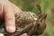 Free Pitiful Bird Stock Images - 6904774