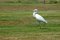 Free Seagull Stock Photography - 6908082