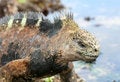 Free Marine Iguana Royalty Free Stock Photo - 6910175