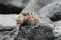 Free Marine Iguana Stock Photo - 6910190