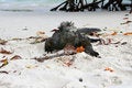 Free Marine Iguana Stock Image - 6910221