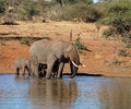 Free Wildlife Royalty Free Stock Photography - 6912317