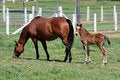Free Mum S Pride And Joy. Stock Photography - 6913392