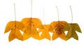 Free Leafs Stock Photo - 6914980