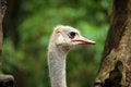 Free Ostrich Head Stock Image - 6916011