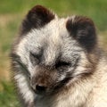 Free Arctic Fox - Alopex Lagopus Stock Image - 6918891