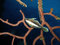 Free A Slender Filefish, Grand Cayman Royalty Free Stock Images - 6910739