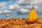 Free Yellow Walnut Boat Royalty Free Stock Photo - 6912025