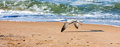 Free Sea Gulls Stock Images - 6922594
