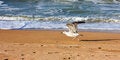 Free Sea Gulls Royalty Free Stock Photos - 6922618