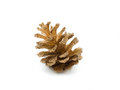 Free Cone Of  Pine Royalty Free Stock Photography - 6924877