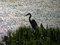 Free Heron At Dusk Royalty Free Stock Photography - 6920377