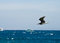 Free A Seagull In Flight Royalty Free Stock Photos - 6922378