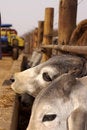 Free Brahmans Waiting For Feed Royalty Free Stock Image - 6932946