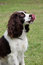 Free Dog Pretty Royalty Free Stock Photography - 6988927