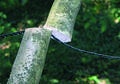 Free Branch Being Cut Royalty Free Stock Photos - 70128