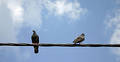 Free Sitting Birds (1) Royalty Free Stock Image - 72526