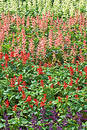 Free Colorful Flowerbed 2 Royalty Free Stock Image - 73376
