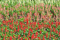 Free Flowerbed Royalty Free Stock Photography - 73377