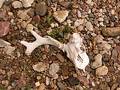 Free Skull In Bed Of Rocks Royalty Free Stock Photos - 76118