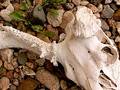 Free Skull Remains And Stones Stock Photo - 76120