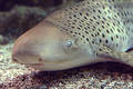Free Fish I Stock Image - 79231