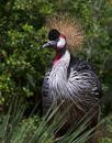 Free Crowned Crane Stock Images - 79484