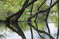 Free Lake And Forest Stock Photography - 702402