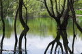 Free Lake And Forest Royalty Free Stock Photo - 702405