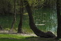 Free Lake And Forest Stock Image - 702441