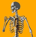 Free Bone 93 Royalty Free Stock Photos - 706918