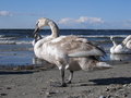 Free Graceful Birds Royalty Free Stock Photography - 707677