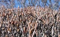 Free Abstract Crowded New Life Royalty Free Stock Photos - 709088