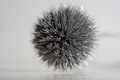 Free Thistle Royalty Free Stock Photos - 709478