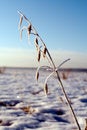Free Hoar-frost Royalty Free Stock Images - 709689