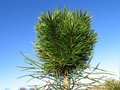 Free Pine Royalty Free Stock Photo - 709895
